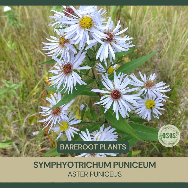 Symphyotrichum puniceum | Aster Puniceus | Bareroot | Purplestem Aster | Live Plant | Wildflower | Freshly Collected | Native Wildflower