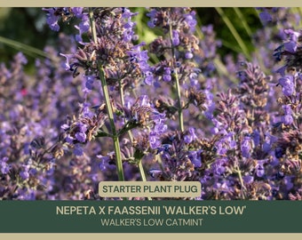 Nepeta x faassenii 'Walker's Low' | Walker's Low Catmint | Starter Plant Plug | Live Plant | Drought Tolerant | Pollinator Friendly | Bees