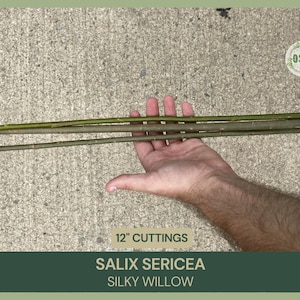 Salix sericea | Silky Willow |  12" Fresh Cuttings | Grafting | Propagation | Native Shrub | Live Stakes