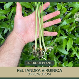 Peltandra virginica | Arrow Arum | Bareroot | Live Plant | Freshly Collected | Water Garden | Native Wetland Plant | Dragon Fly Host Plant