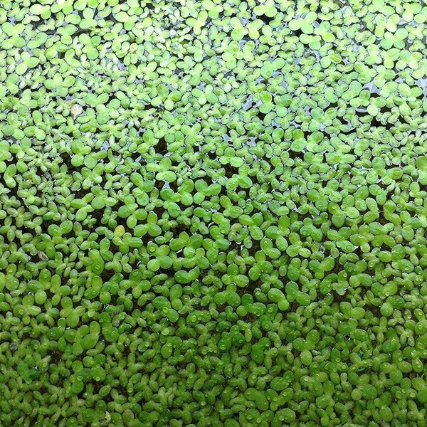 thumbnail image 2 of BUY 2 GET 1 FREE Duckweed (Lemna Minor) – Live Freshwater Aquarium Plant – Beginner Friendly 2 of 6
