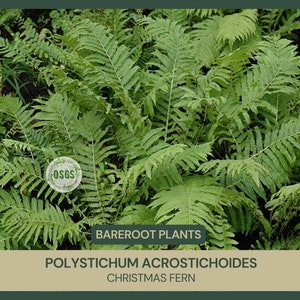 Polystichum acrostichoides | Christmas Fern | Bareroot | Live Plant | Freshly Collected | Native Plant | Wood Fern Family | Native Fer