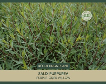 18" | Salix purpurea | Purple-Osier Willow | Cut FRESH Each Order | 18" Long | Grafting | Propagation | Native Shrub | Live Stakes