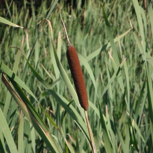 Typha latifolia Broadleaf Cattail Bareroot Live Plant Plant for Water Gardens and Ponds Freshly Collected immagine 2