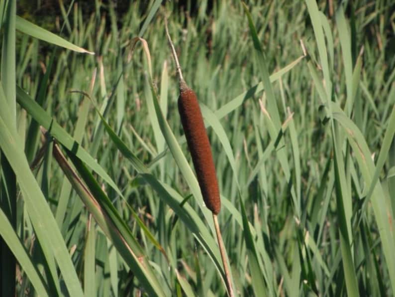 Typha latifolia Broadleaf Cattail Bareroot Live Plant Plant for Water Gardens and Ponds Freshly Collected immagine 2