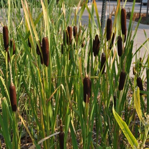 Typha latifolia Broadleaf Cattail Bareroot Live Plant Plant for Water Gardens and Ponds Freshly Collected immagine 3