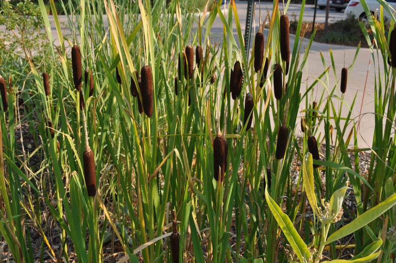 Typha latifolia Broadleaf Cattail Bareroot Live Plant Plant for Water Gardens and Ponds Freshly Collected immagine 3