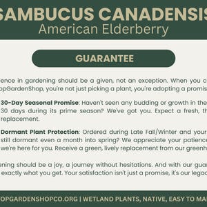 Puede incluir: Un gr&aacute;fico verde y blanco con el texto "SAMBUCUS CANADENSIS American Elderberry" y "GARANT&Iacute;A". El texto describe una garant&iacute;a para la compra de plantas, incluyendo una promesa de 30 d&iacute;as y protecci&oacute;n de plantas durmientes.