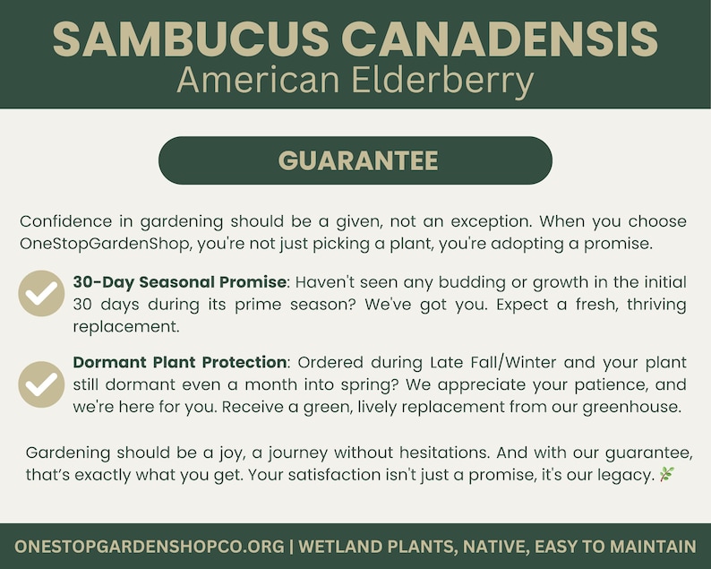 Puede incluir: Un gr&aacute;fico verde y blanco con el texto "SAMBUCUS CANADENSIS American Elderberry" y "GARANT&Iacute;A". El texto describe una garant&iacute;a para la compra de plantas, incluyendo una promesa de 30 d&iacute;as y protecci&oacute;n de plantas durmientes.