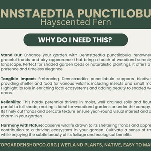 Puede incluir: Una infograf&iacute;a verde y blanca con el t&iacute;tulo "Dennstaedtia Punctilobula Hayscented Fern" y la pregunta "&iquest;Por qu&eacute; necesito esto?" La infograf&iacute;a enumera cuatro razones para usar este helecho: Destacar, Impacto tangible, Fiabilidad y Armon&iacute;a con la naturaleza. La infograf&iacute;a tambi&eacute;n incluye la direcci&oacute;n del sitio web "onestopgardenshopco.org" y el texto "Plantas de humedales, nativas, f&aacute;ciles de mantener."