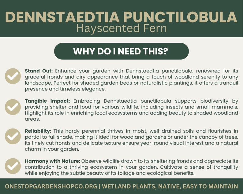 Puede incluir: Una infograf&iacute;a verde y blanca con el t&iacute;tulo "Dennstaedtia Punctilobula Hayscented Fern" y la pregunta "&iquest;Por qu&eacute; necesito esto?" La infograf&iacute;a enumera cuatro razones para usar este helecho: Destacar, Impacto tangible, Fiabilidad y Armon&iacute;a con la naturaleza. La infograf&iacute;a tambi&eacute;n incluye la direcci&oacute;n del sitio web "onestopgardenshopco.org" y el texto "Plantas de humedales, nativas, f&aacute;ciles de mantener."