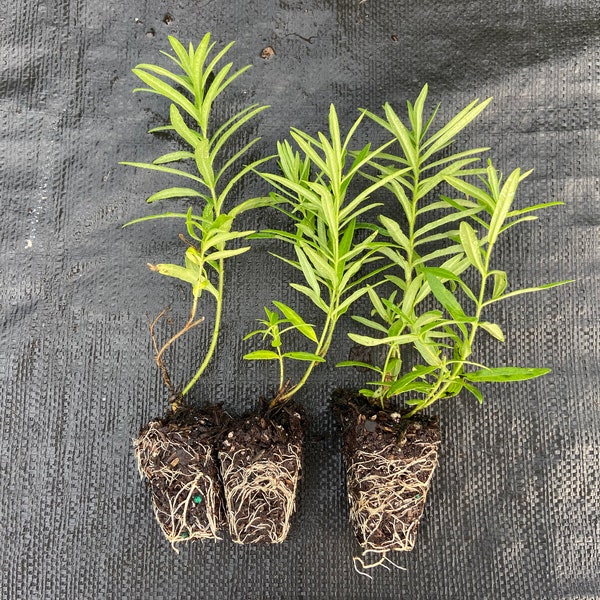 Starter Plant Plug | Asclepias tuberosa | Butterfly Weed | Live Plant | Butterfly Garden | Native Milkweed | Attracts Butterflies