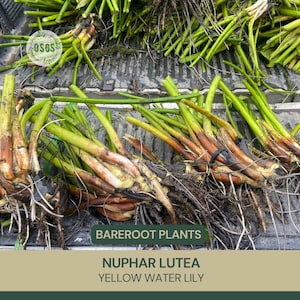 Nuphar lutea | Yellow Water Lily | Bareroot | Live Plant | Native | Large Water Lily | Aquatic Plant | Plant for Ponds | Wetland | Flower