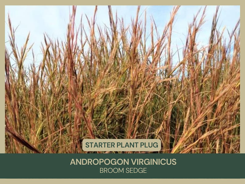 Andropogon virginicus