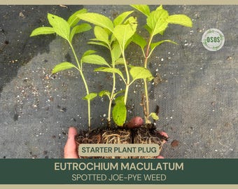 Eutrochium maculatum | Spotted Joe-pye Weed | Starter Plant Plug | Live Plant | Native Wildflower | Butterfly Garden | Deer Tolerant