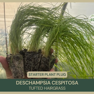 May include: A close-up of a starter plant plug of Deschampsia cespitosa, also known as tufted hairgrass. The plant has long, thin, green blades. The text "STARTER PLANT PLUG" and "DESCHAMPSIA CESPITOSA TUFTED HAIRGRASS" are visible.