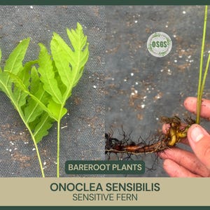 Onoclea sensibilis | Sensitive Fern | Bareroot | Live Plant | Freshly Collected | Native Plant | Wood Fern Family | Native Fern