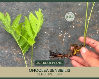Onoclea sensibilis / Helecho sensible / De raíz desnuda / Planta viva / Recién recolectada / Planta nativa / Familia de los helechos de madera / Helecho nativo