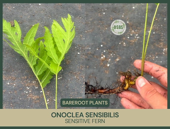 Onoclea sensibilis | Sensitive Fern | Bareroot | Live Plant | Freshly Collected | Native Plant | Wood Fern Family | Native Fern