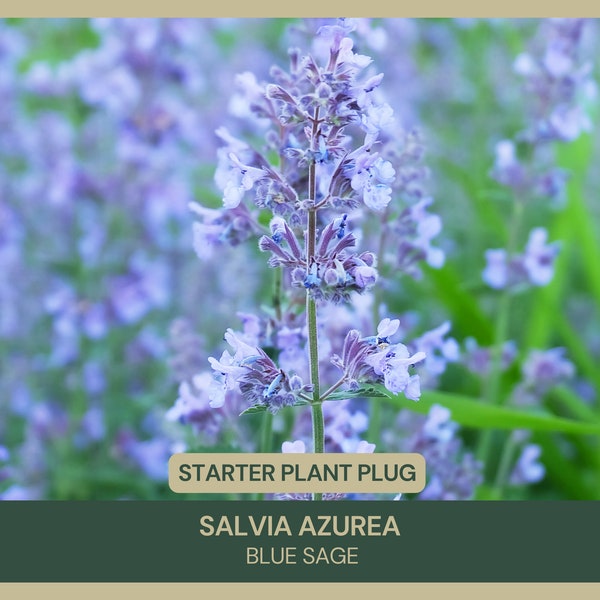 Salvia azurea | Blue Sage | Starter Plant Plugs | Live Plant | Sky-Blue Flowers | Drought Tolerant | Pollinator Friendly | Attracts Bees