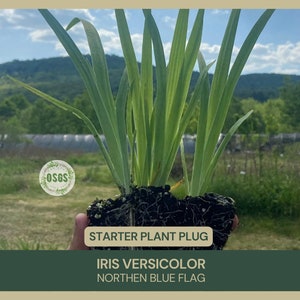 Iris versicolor | Northern Blue Flag | Starter Plant Plug | Native Wildflower | Marginal Aquatic Plant | Blue Bloom | Water Loving Plant
