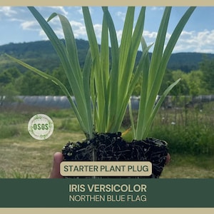 May include: An Iris versicolor, also known as Northern Blue Flag, starter plant plug with long, slender, light green leaves and visible dark soil around the root system. A circular logo with the text OSGS 2020 is visible on the left side.