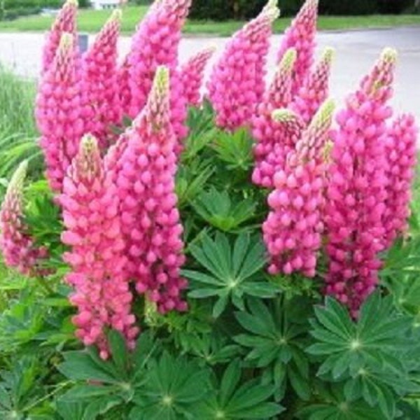 4" Pot | Lupinus polyphyllus | Large-leaved Pink Lupine | Showy | Attracts Pollinators | Tolerates Deer