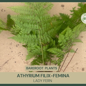 Athyrium filix-femina | Lady Fern | Bareroot | Live Plant | Freshly Collected | Native Plant | Wood Fern Family | Native Fern