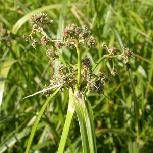 Scirpus microcarpus Panicled Bulrush Bareroot Live Plant Native Sedge Freshly Collected Wetland Restoration Attracts Wildlife image 3