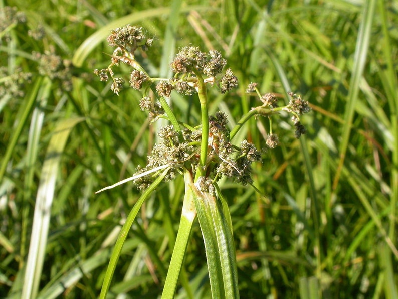 Scirpus microcarpus Panicled Bulrush Bareroot Live Plant Native Sedge Freshly Collected Wetland Restoration Attracts Wildlife image 3