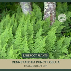 Dennstaedtia punctilobula | Hayscented Fern | Bareroot | Live Plant | Freshly Collected | Full Grown | Native Plant | Bracken Fern Family