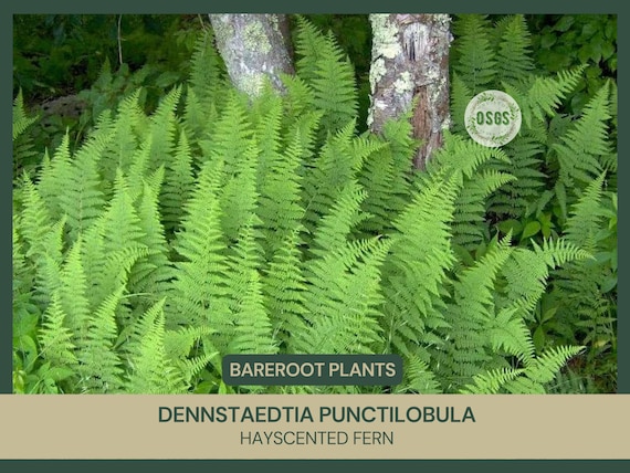 Dennstaedtia punctilobula | Hayscented Fern | Bareroot | Live Plant | Freshly Collected | Full Grown | Native Plant | Bracken Fern Family