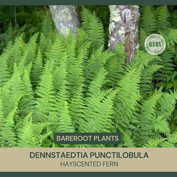 Dennstaedtia punctilobula | Hayscented Fern | Bareroot | Live Plant | Freshly Collected | Full Grown | Native Plant | Bracken Fern Family