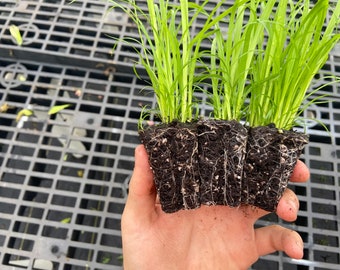 Carex comosa | Bristly Sedge | Sedge Family | Wetland Restoration | Insect Pest Resistant