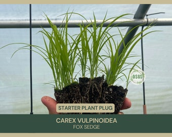 Carex vulpinoidea | Fox Sedge | Starter Plant Plug | Rain Garden | Water Loving | Naturalization | Wetland Sedge | Restoration | Native