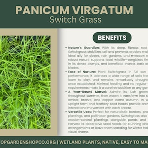 Panicum Virgatum | Switchgrass | Starter Plant Plug | Live Native ...
