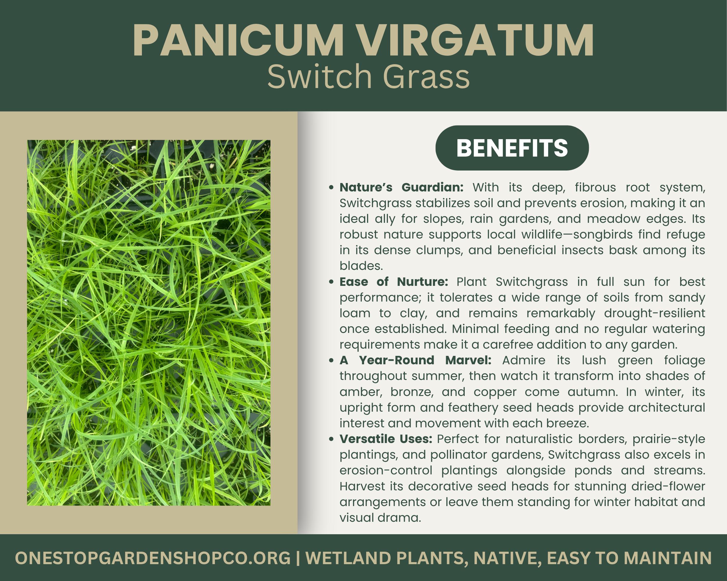 Panicum Virgatum | Switchgrass | Starter Plant Plug | Live Native ...