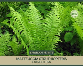 Matteuccia struthiopteris | Ostrich Fern | Bareroot | Live Plant | Freshly Collected | Full Grown | Native Plant | Wood Fern Family