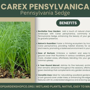 May include: An image of Carex pensylvanica, also known as Pennsylvania Sedge, a native wetland plant. The image shows a close-up of the green grass-like foliage. The text on the image says "Benefits" and lists the benefits of the plant.