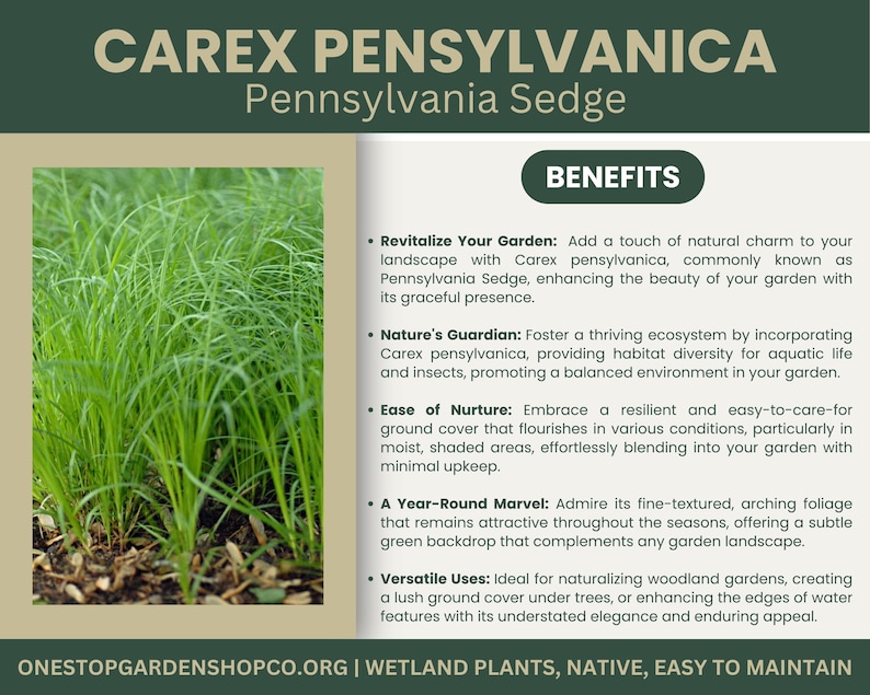 May include: An image of Carex pensylvanica, also known as Pennsylvania Sedge, a native wetland plant. The image shows a close-up of the green grass-like foliage. The text on the image says "Benefits" and lists the benefits of the plant.