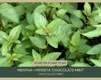 Chocolate Mint | Mentha × piperita 'Chocolate Mint' | Starter Plant Plug | Live Plant | Unique Aroma | Culinary | Pollinator Favorite | Herb