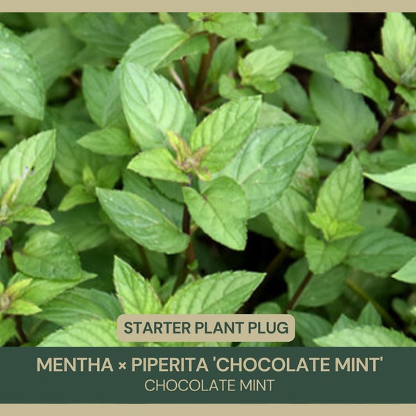 Chocolate Mint | Mentha × piperita 'Chocolate Mint' | Starter Plant Plug | Live Plant | Unique Aroma | Culinary | Pollinator Favorite | Herb