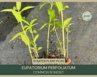 Eupatorium perfoliatum | Common Boneset | Starter Plant Plug | Live Plant | Native Wildflower | Freshly Collected | Monarch Butterfly Garden