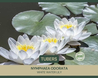 Nymphaea odorata | White Water Lily | Tuber | Live Plant | Bareroot | Native | Hardy Water Lily Tuber