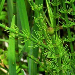 Equisetum fluviatile Water Horsetail Bareroot Live Plant Plant for Water Gardens and Ponds Freshly Collected image 2