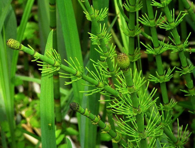 Equisetum fluviatile Water Horsetail Bareroot Live Plant Plant for Water Gardens and Ponds Freshly Collected image 2