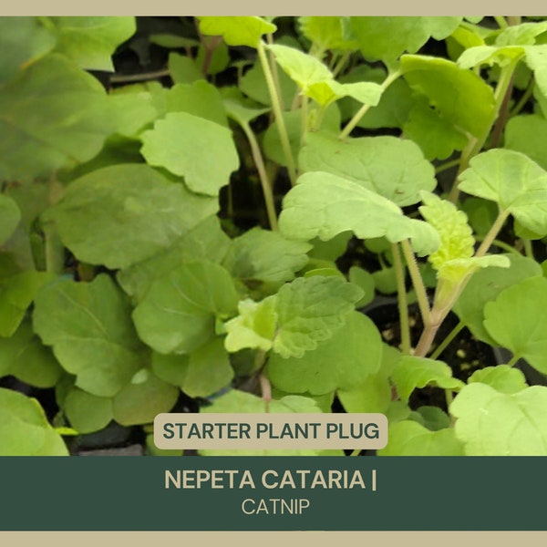 Nepeta cataria | Catnip Starter Plant Plug | Aromatic Herb | Easy to Grow | Natural Insect Repellant | Catmint | Perennial | Cat Treat