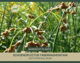 Schoenoplectus tabernaemontani | Softstem Bullrush | Bareroot | Sedge Family | Live Plant | Ornamental Grass