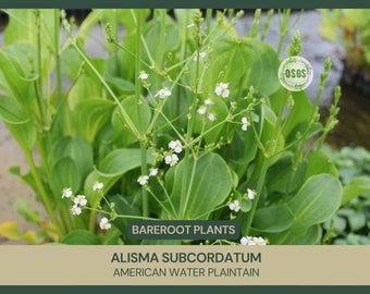 Alisma subcordatum | American Water Plantain | Bareroot | Aquatic Plant | Medicinal Plant | Medicinal Uses | Live Plant | Edible Parts