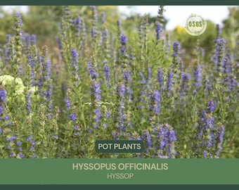 Hyssopus officinalis | Hyssop | 4" Pot | Edible | Showy | Attracts Butterflies & Bees | Resistant to Drought | Tolerant to De